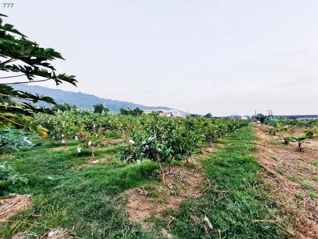岡山農地-5