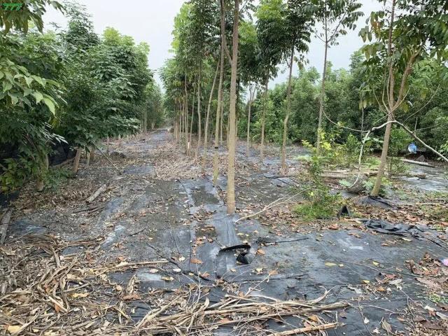 屏東高樹農地-7